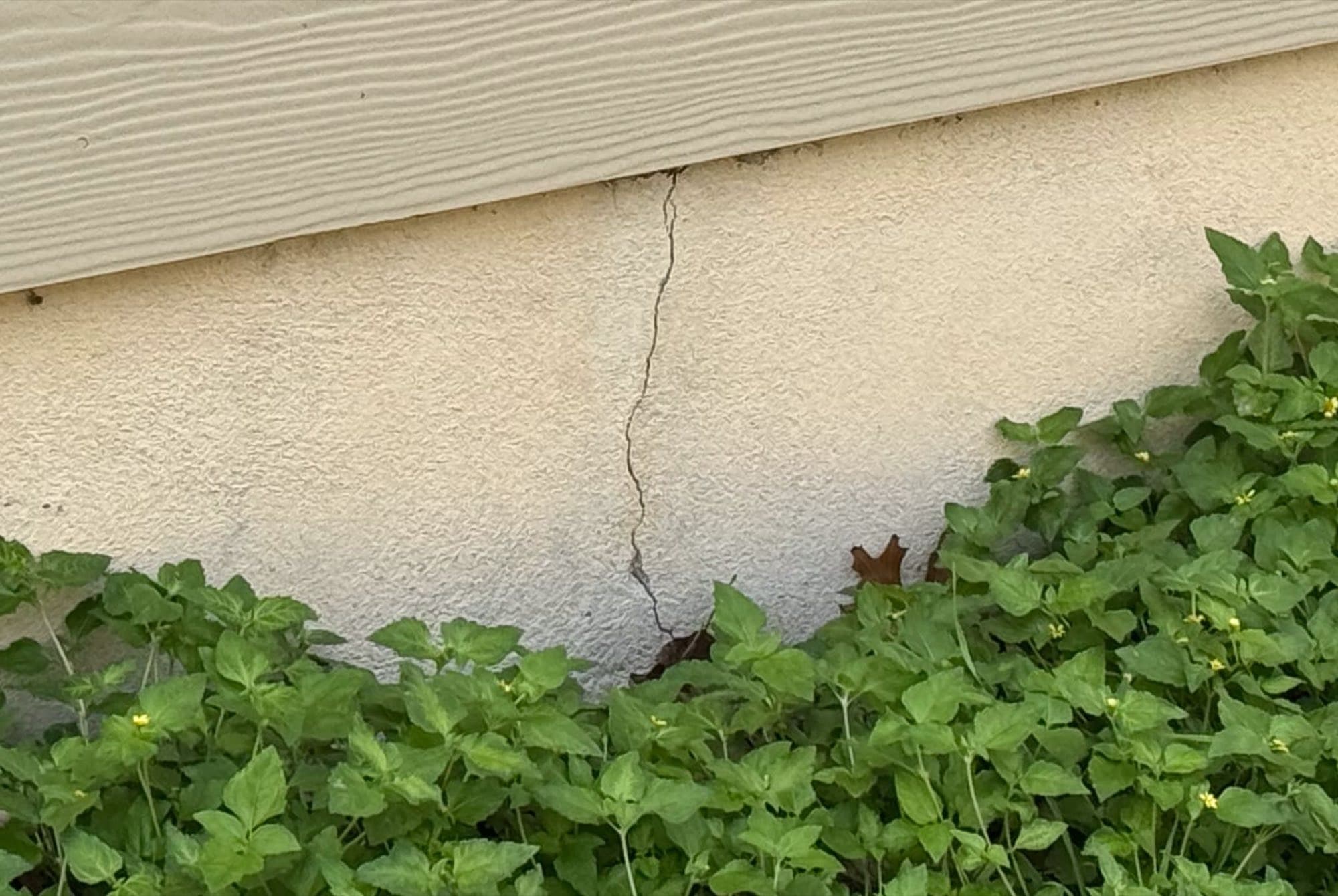 A vertical crack in a stucco foundation wall with vegetation growing against it