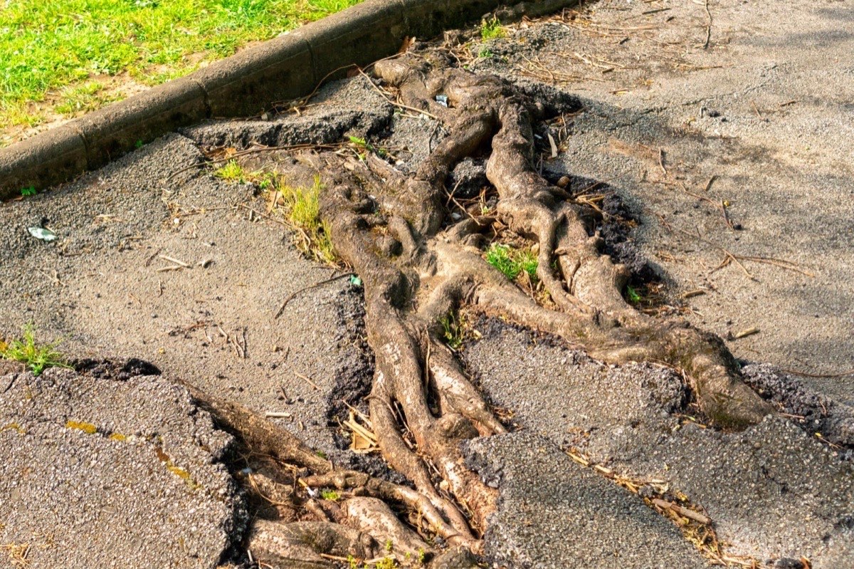 How Tree Roots in San Antonio Affect Your Foundation Stability