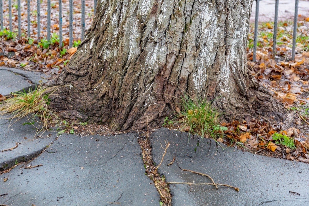 How Tree Roots in San Antonio Affect Your Foundation Stability
