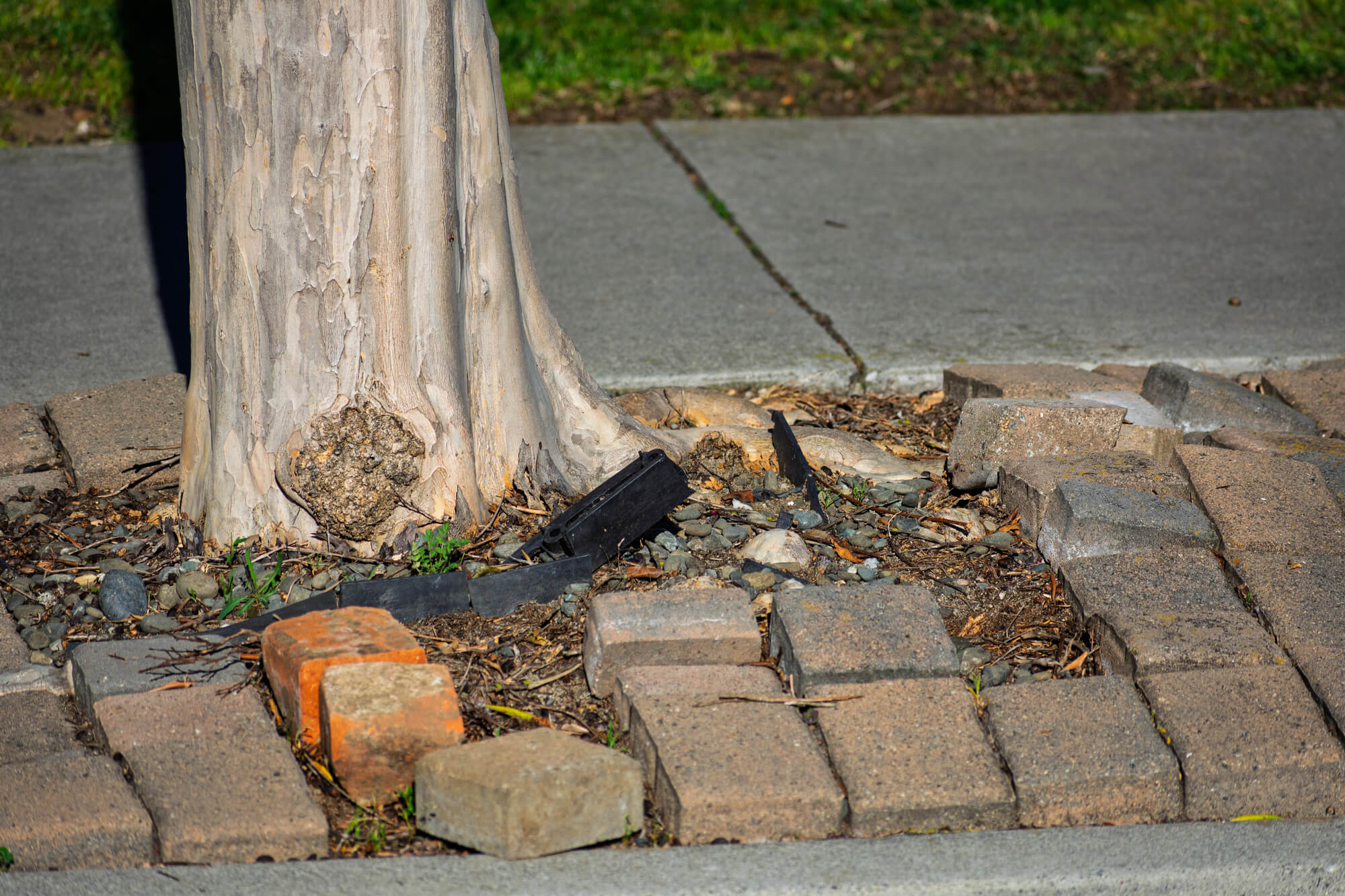 How Tree Roots in San Antonio Affect Your Foundation Stability